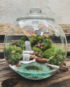 Terrário Aquático