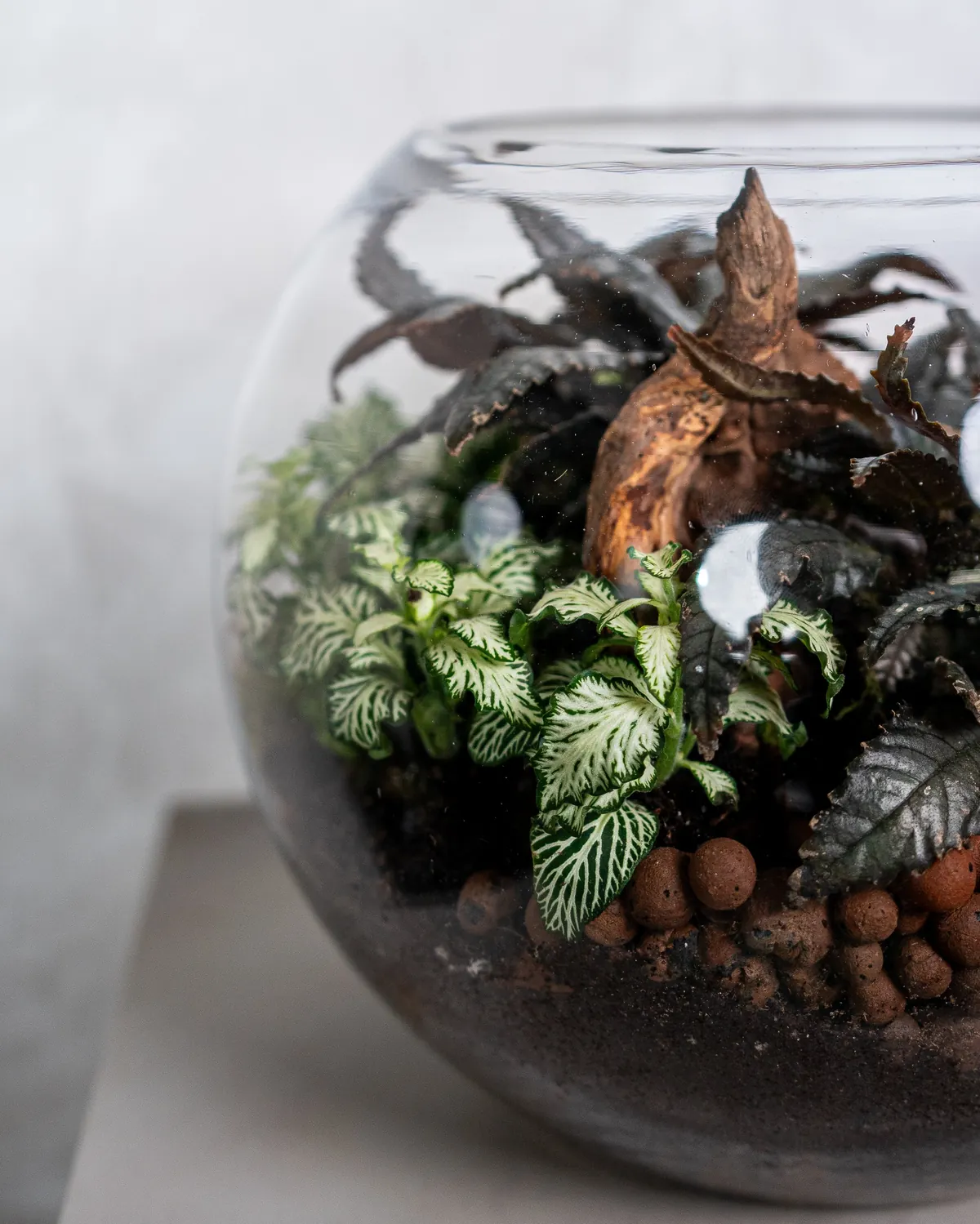 Terrário Dark Garden