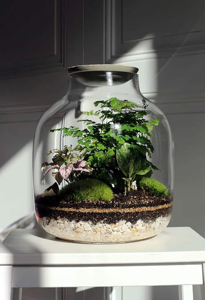 Terrário Minimalista