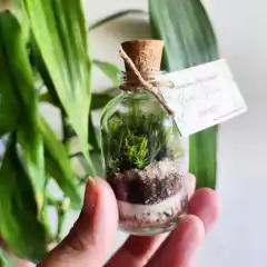 Mini terrário em vidrinho com rolha, segurado na mão